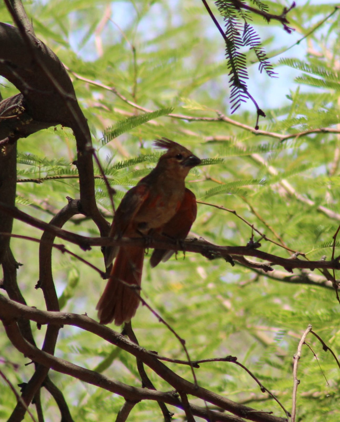 Juvenile Cardinal